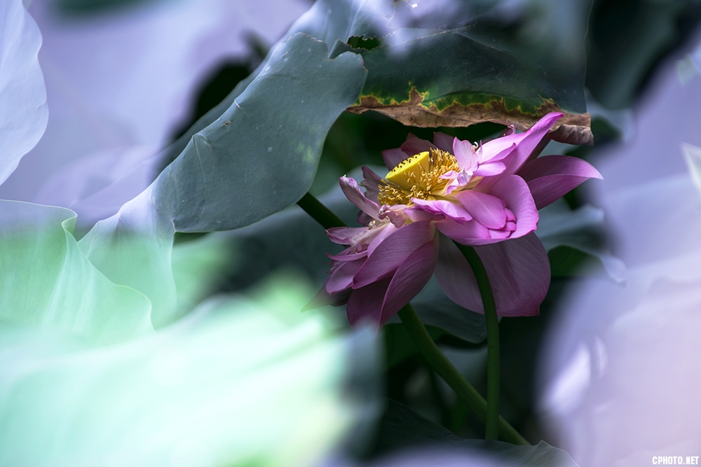 DSC_3420.jpg