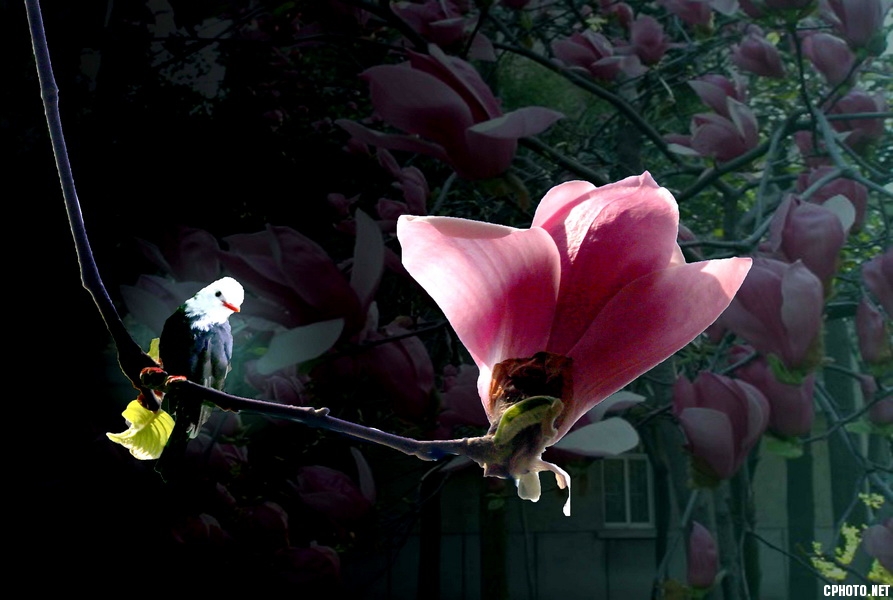与花为伴。