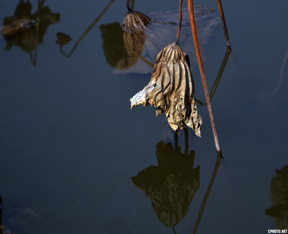 DSC_0998.JPG
