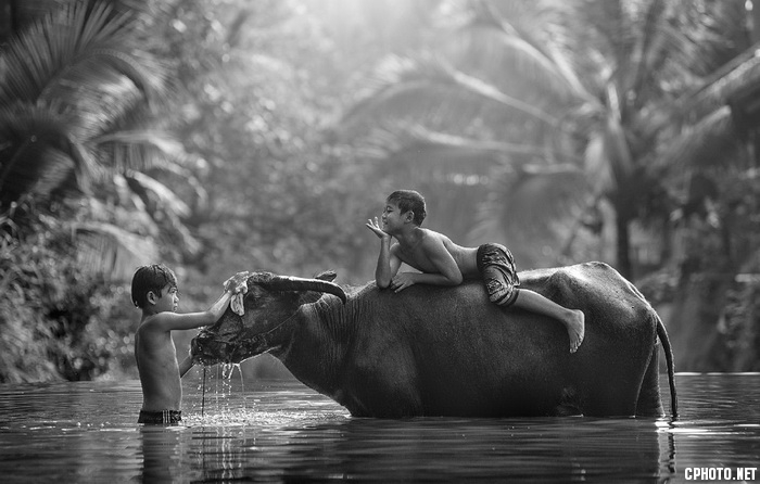 buffalo bathing_调整大小.jpg