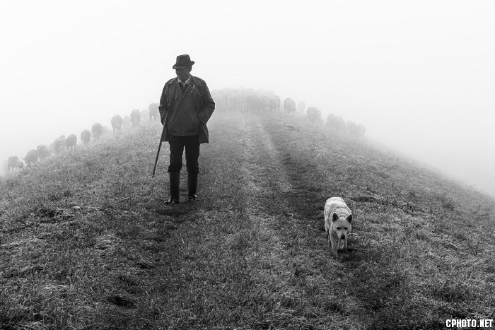 the shepherd_调整大小.jpg
