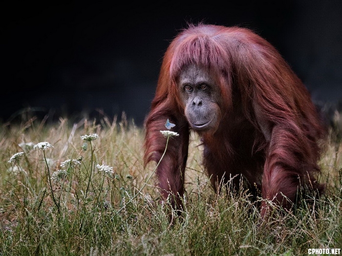 Orang utan_调整大小.jpg