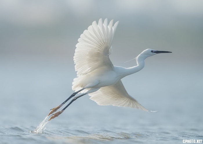 egret 1_调整大小.jpg