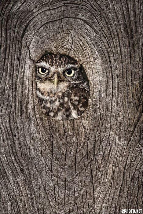 little owl_调整大小.jpg