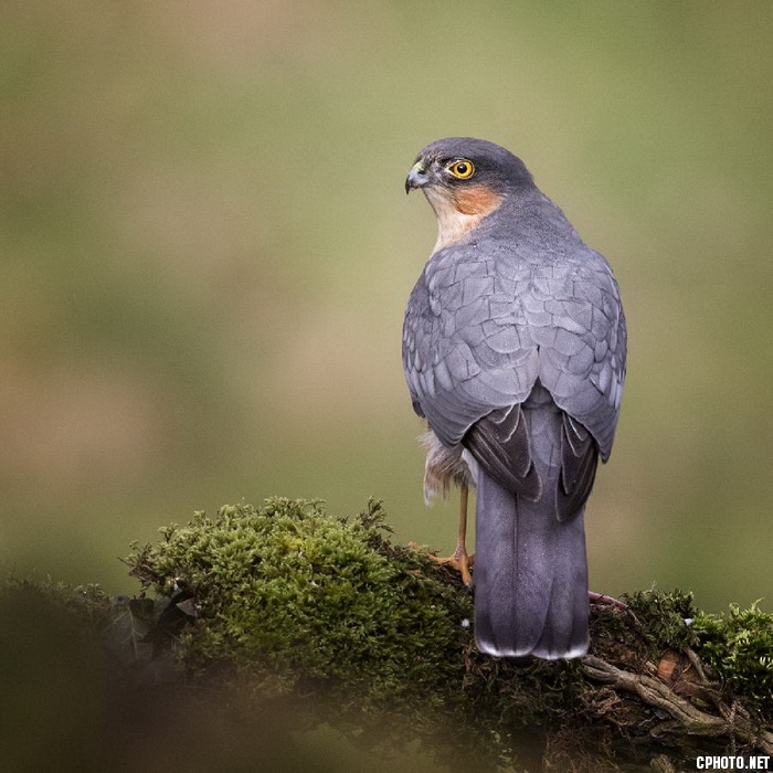 mature sparrowhawk_调整大小.jpg