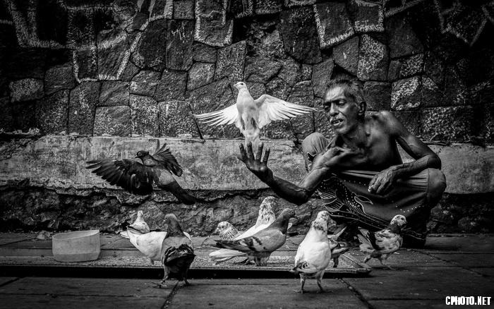 my pigeons_调整大小.jpg