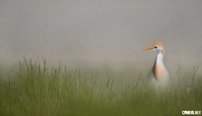 koereiger in de mist_调整大小.jpg