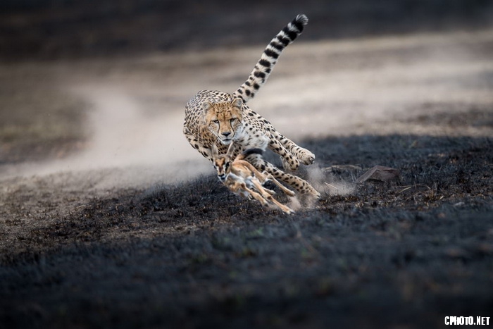 an astonishing chase_调整大小.jpg
