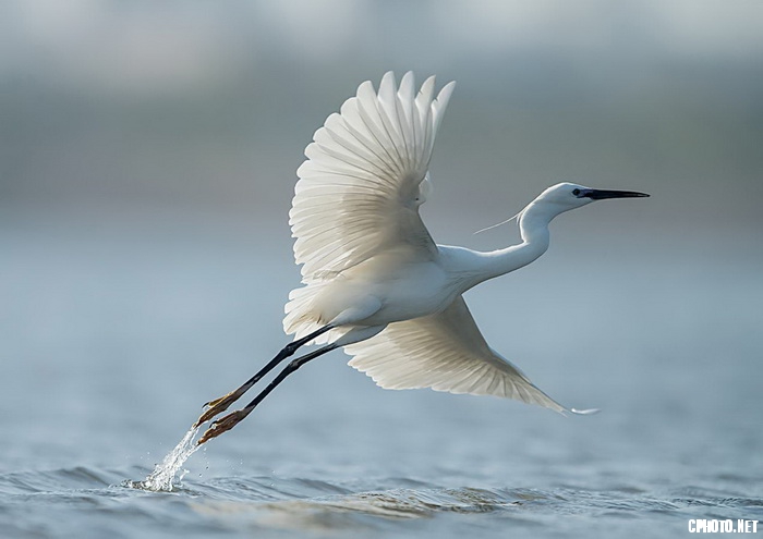 egret 1_调整大小.jpg