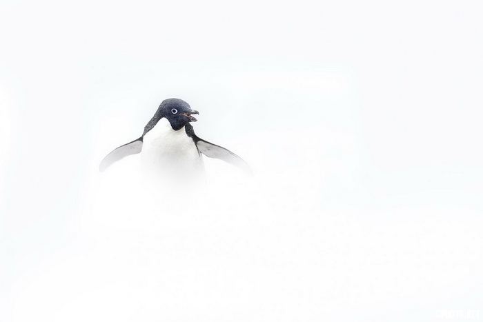 snowstorm_调整大小.jpg