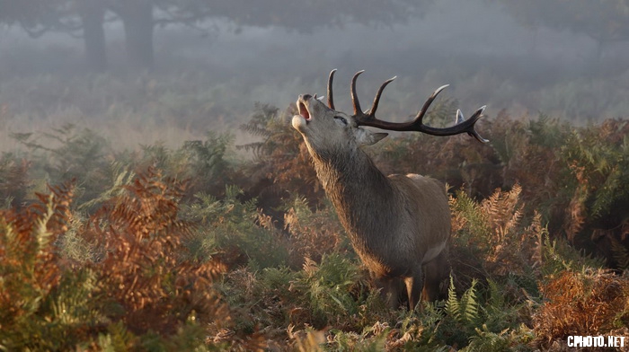 stag deer bellowing_调整大小.jpg