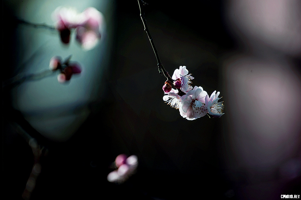 DSC_6332.jpg