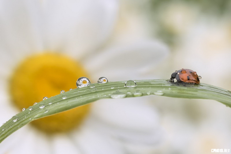 dew in the field_调整大小.jpg