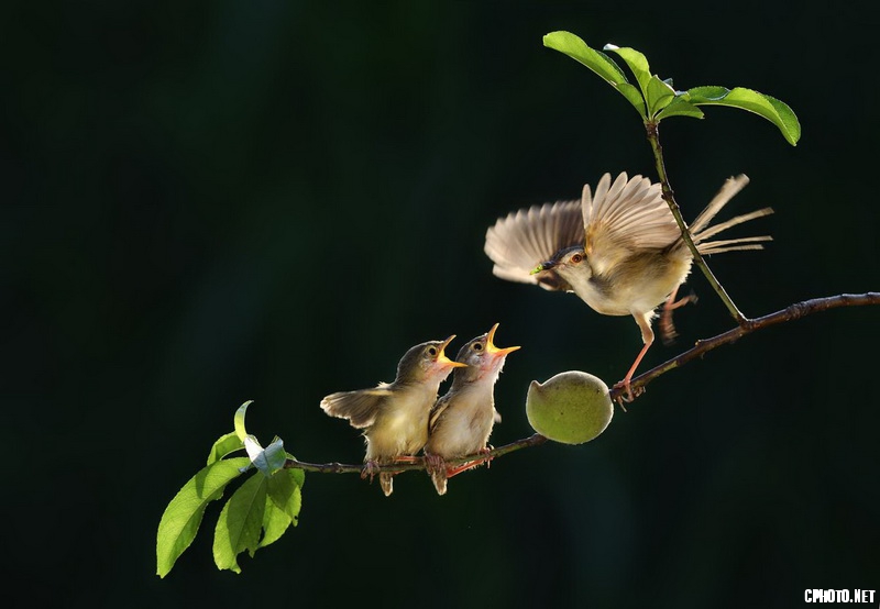 peaches and birds 01_调整大小.jpg