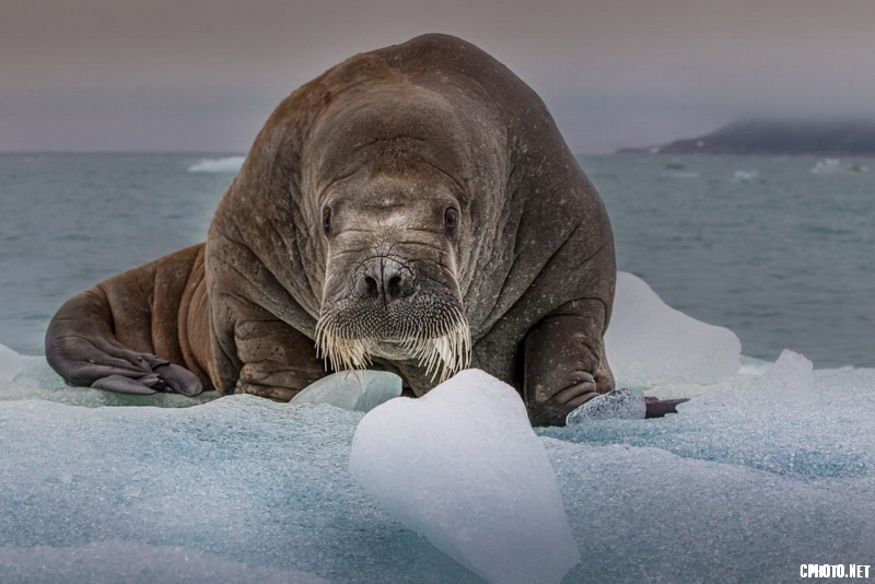 walruses of the arctic_调整大小.jpg