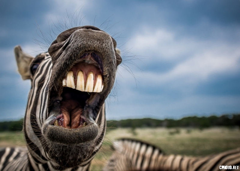 Zebra - VICTORY P.W. Bronze medal_调整大小.png
