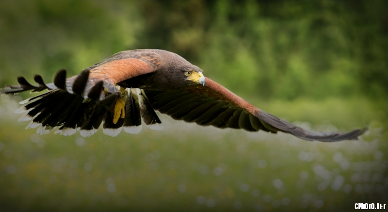 Buzzard - PSA Silver medal_调整大小.png