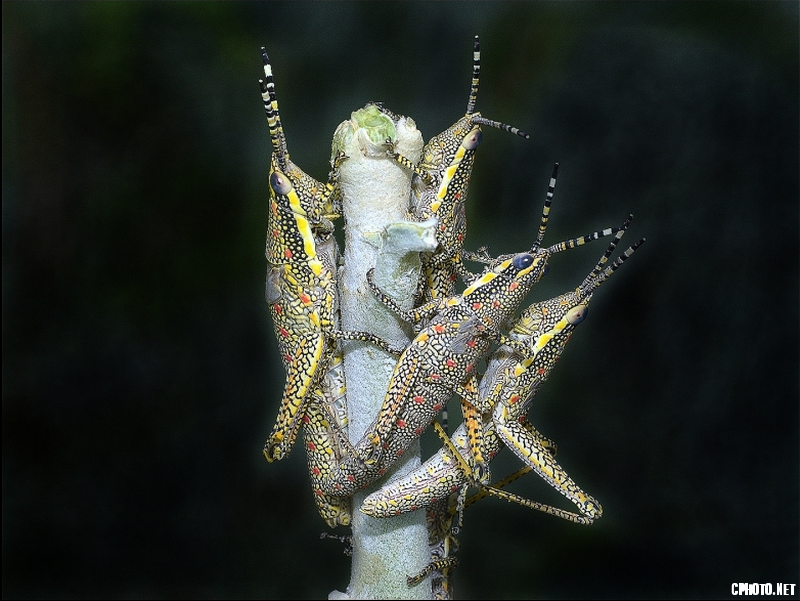 FOUR PAINTED GRASSHOPPERS - GRADAC PGI Gold medal_调整大小.png