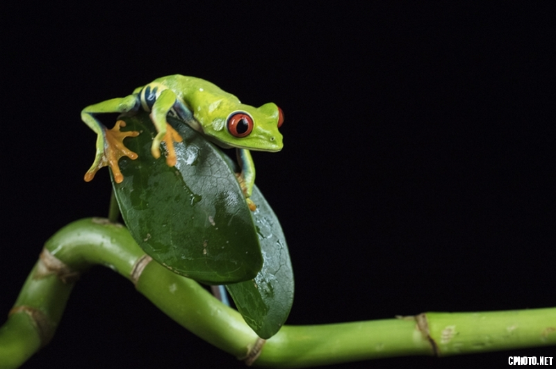 frog 013 - PC PERASTO Gold medal_调整大小.png