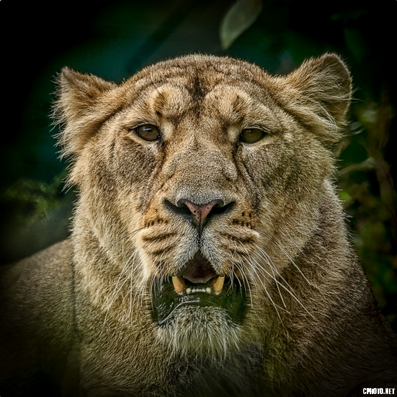 Lioness - PSA Gold medal_调整大小.png