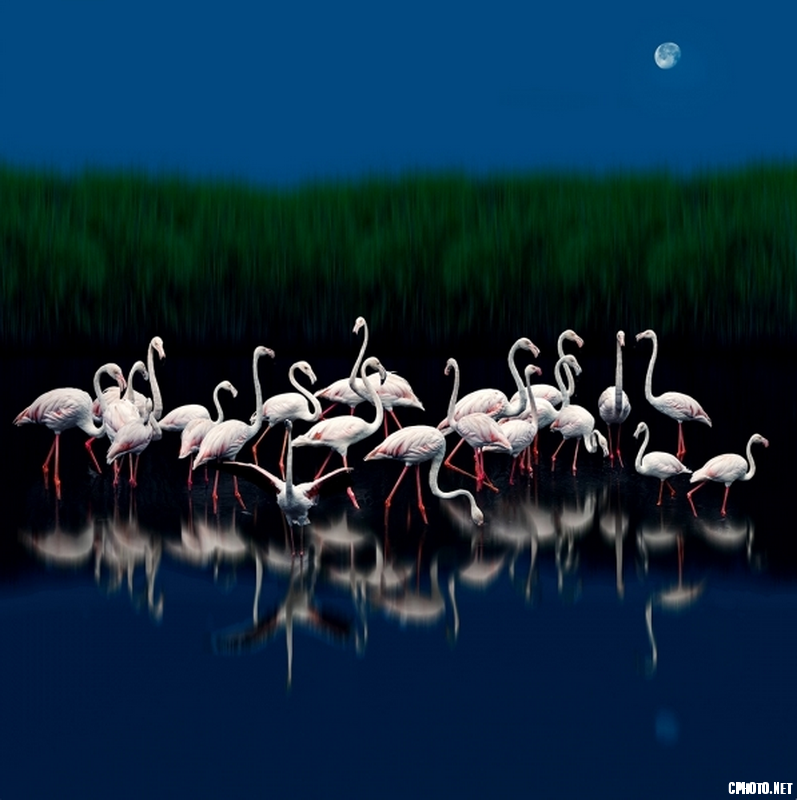 The flamingos in the moonlight - FIAP Gold medal_调整大小.png
