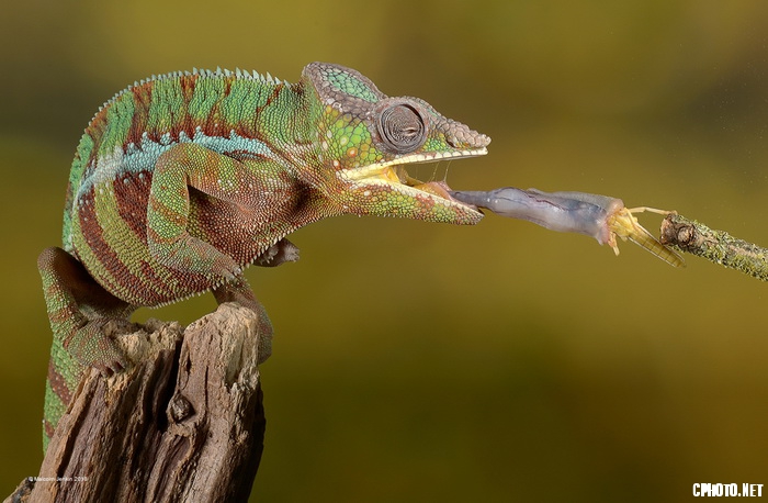 Chameleon Attack_调整大小.jpg