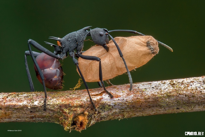 Ant Works 1_调整大小.jpg