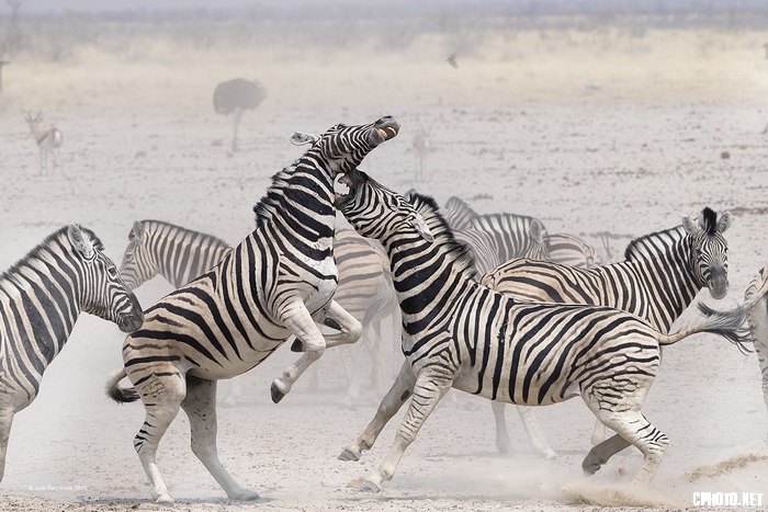 Argumentatthewaterhole8451_调整大小.jpg