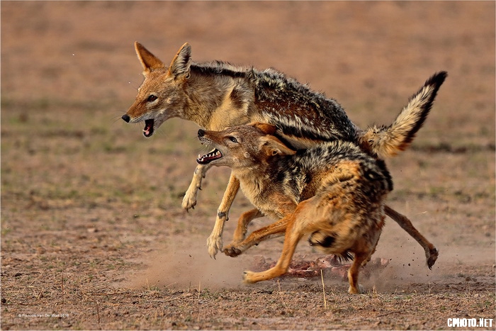 Fight for Food 1_调整大小.jpg