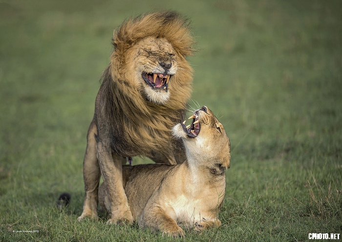 Consenting Lioness_调整大小.jpg