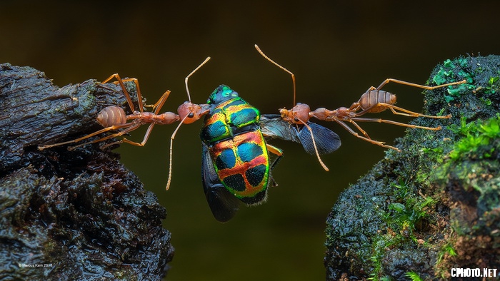 Hunting for Food 2_调整大小.jpg