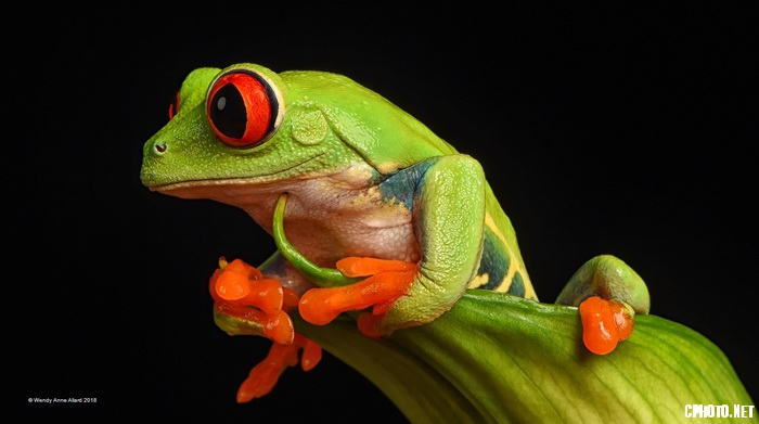 Red Eyed Frog_调整大小.jpg