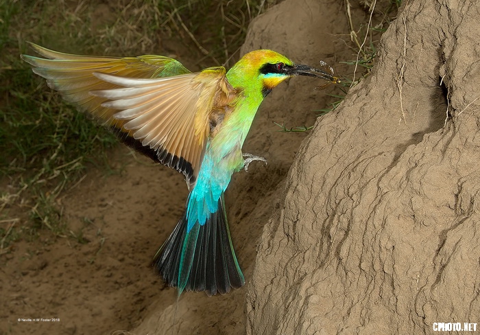 Rainbow Bee-eater 1787_调整大小.jpg