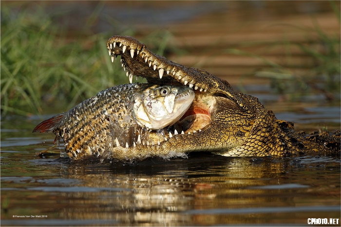 Crocodile Sushi_调整大小.jpg