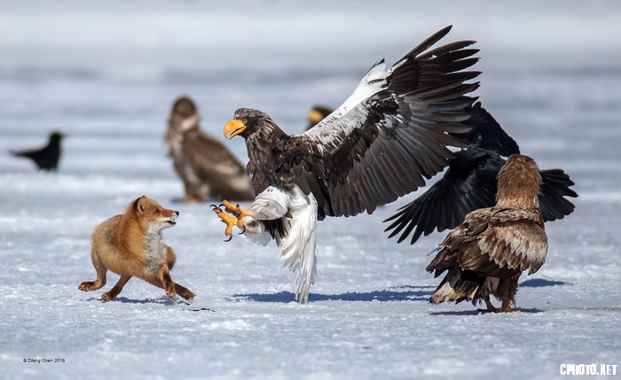 Contest_调整大小.jpg
