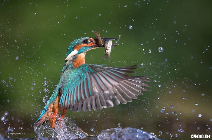 Kingfisher Double Catch_调整大小.jpg