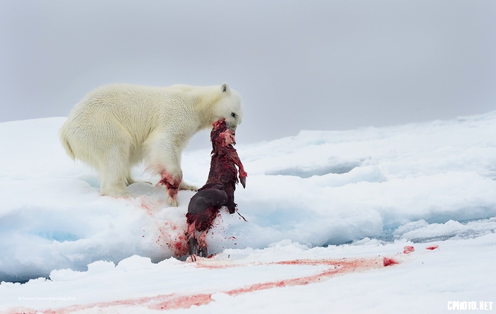 Polar Bear with Seal Prey_调整大小.jpg