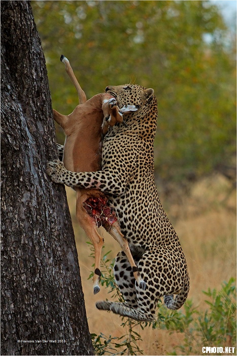 Leopard with Catch_调整大小.jpg