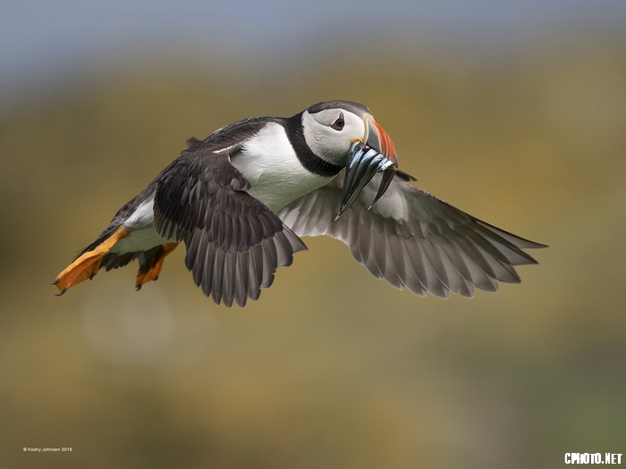 Puffin with Sand Eels_调整大小.jpg