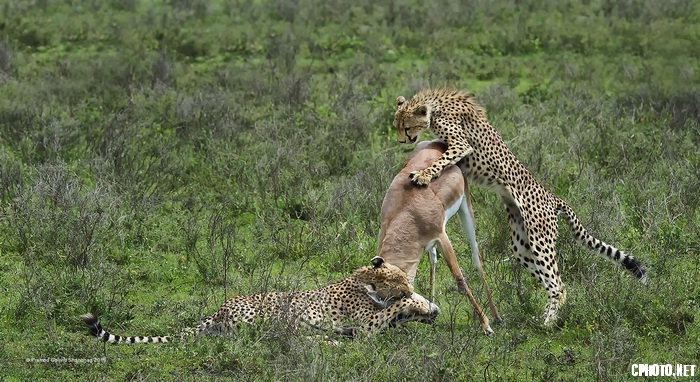 Twin Attack 3_调整大小.jpg