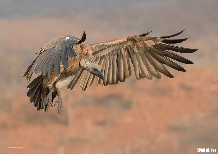 White Backed Vulture_调整大小.jpg