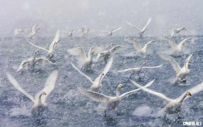 snow fly 7_调整大小.jpg