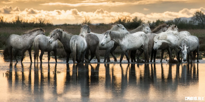 Camargue horses_调整大小.jpg