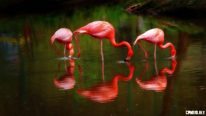 flamingogroup_调整大小.jpg