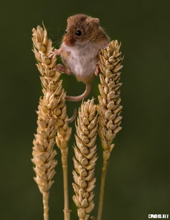 harvest mouse on corn_调整大小.jpg