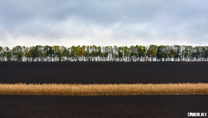 lines of autumn.jpg