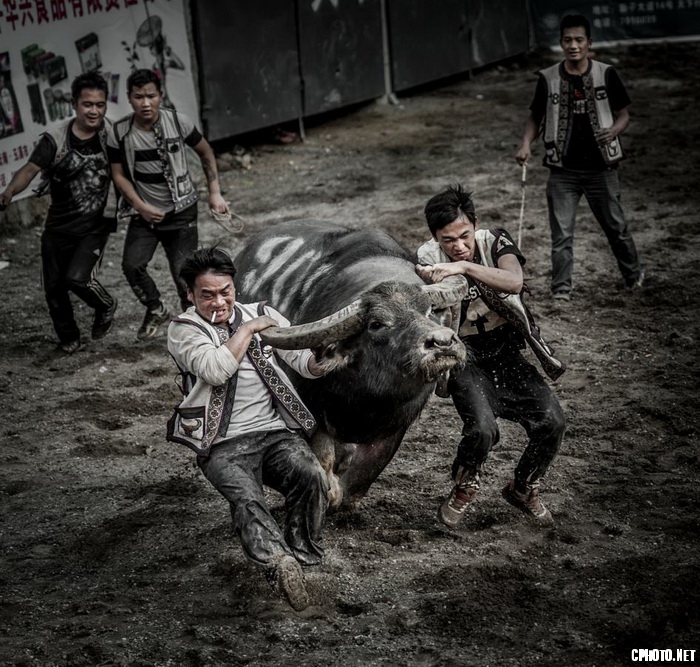 cattle temper 周利和.jpg