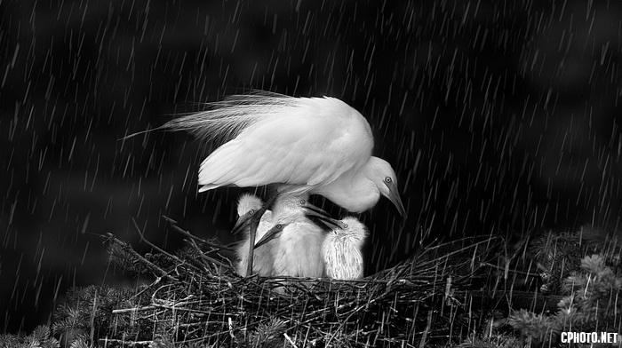 protect with body bw_调整大小.jpg