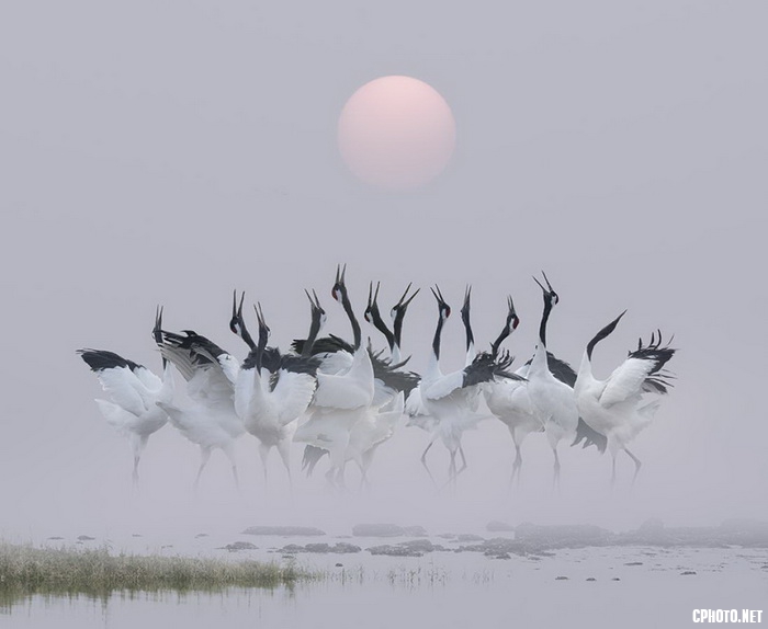dancing crane_调整大小.jpg