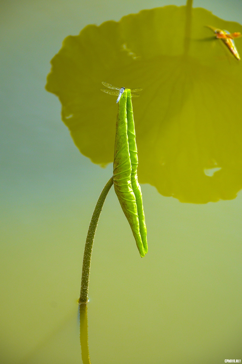 _DSC9790.jpg